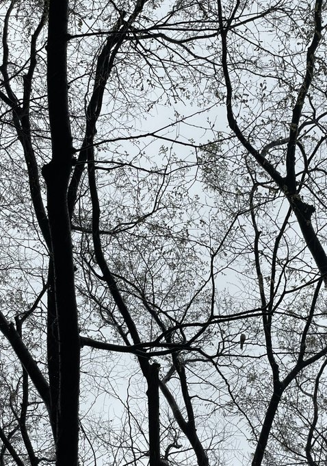 「枯れ木 自然」のTwitter画像/イラスト(新着)