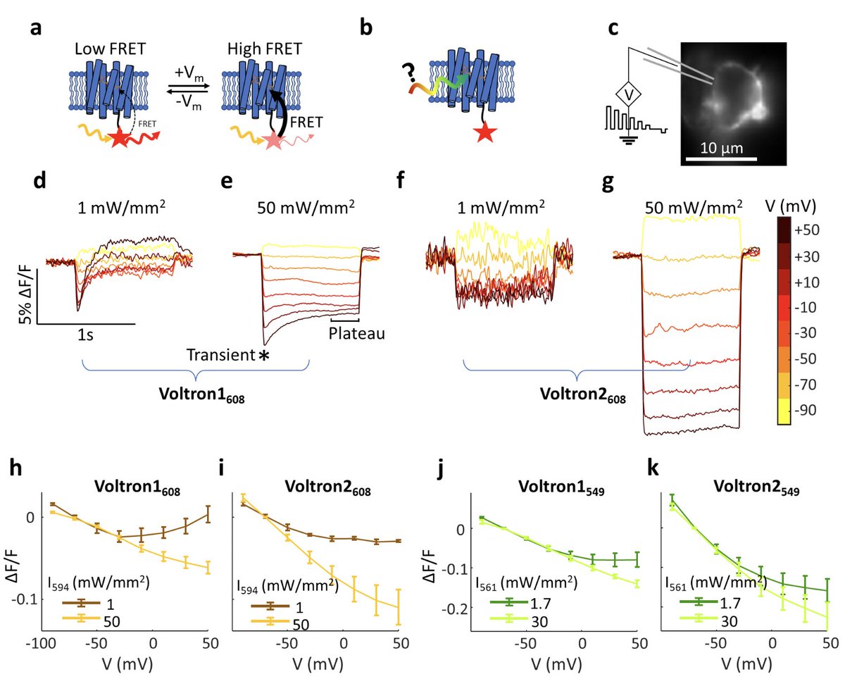 Photophysics-informed two-photon voltage imaging using FRET-opsin voltage indicators
biorxiv.org/content/10.110…