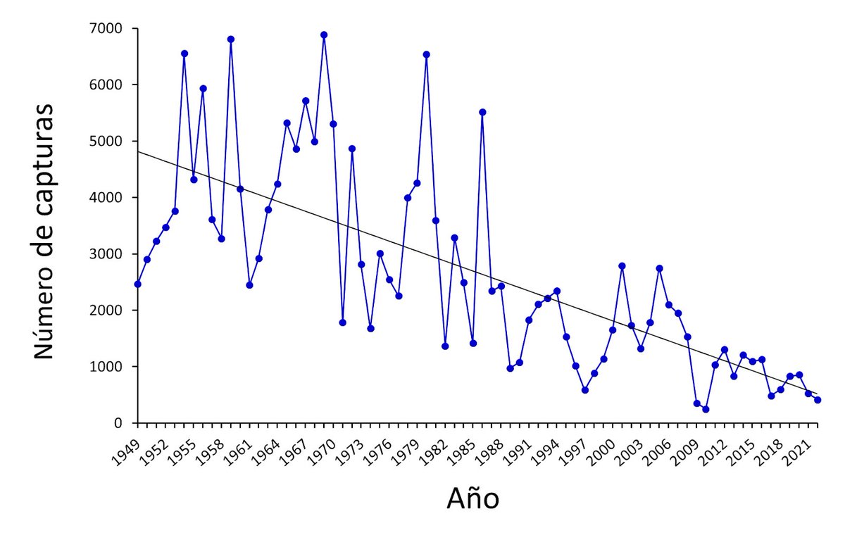 <a href="/VirginiaCarrace/">Virginia Carracedo Martín</a> <a href="/ManuelFreireEA/">Manuel Freire /natur</a> Este gráfico es de capturas de salmón atlántico en Asturias. Debería haber una veda total de esta especie, porque lleva camino de su extinción.