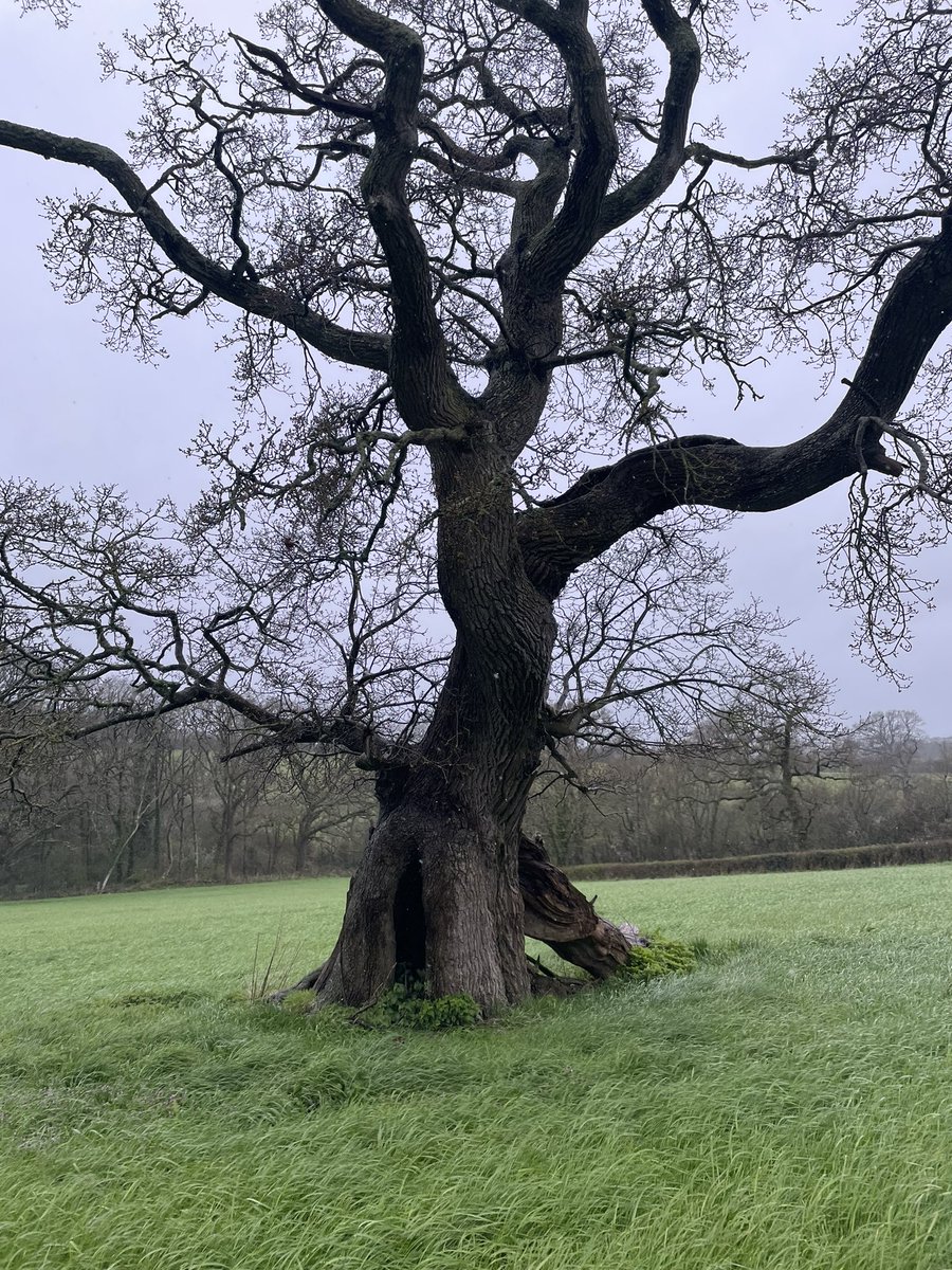 The Hilfield Oak