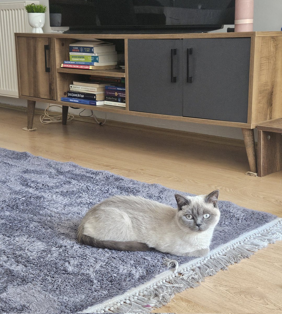 betgurbuz35's tweet image. Hello ben #catbread