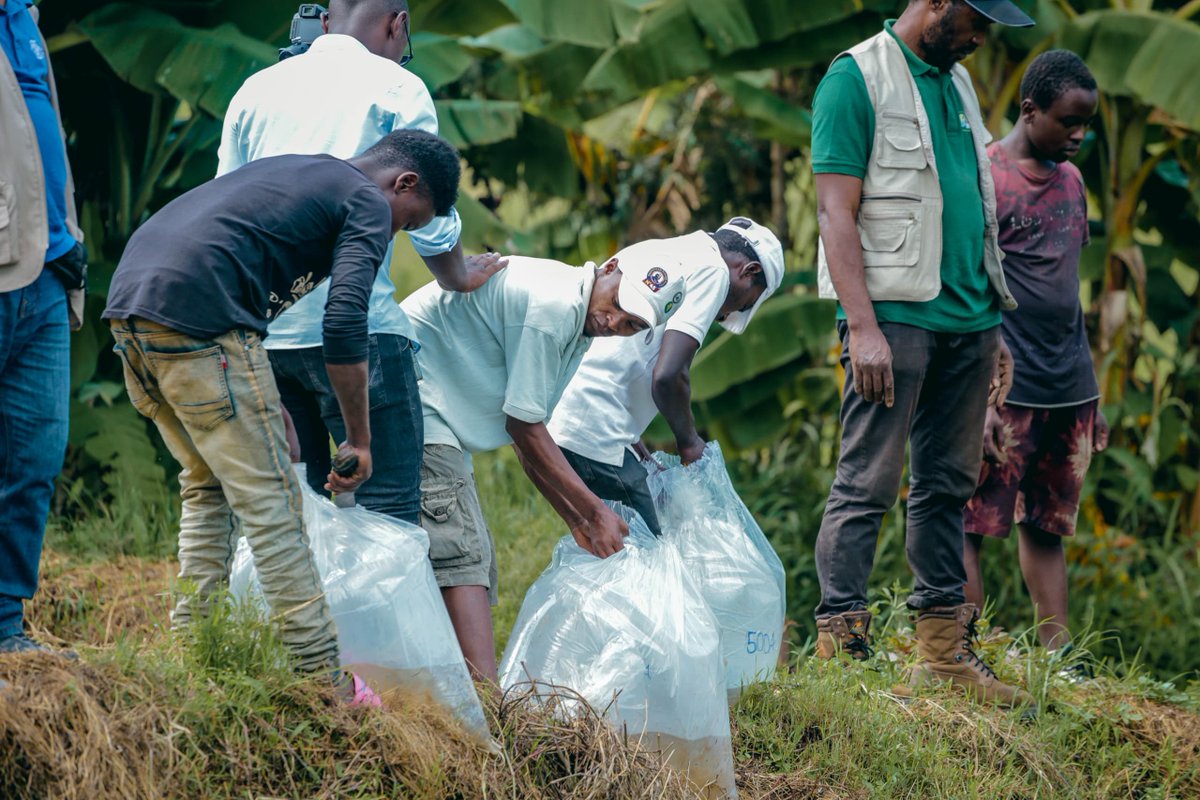 🔎Projet Multisectoriel de Nutrition de Nutrition et Santé #PMNS.A Miti-Murhesa,📍Sud-Kivu,la @FAO a distribué 14 000 alevins aux producteurs,dans le cadre du développement de la pisciculture pour la production d’aliments de qualité. 💰@BM_afrique et Gvt 🇨🇩par le biais @ugpdss