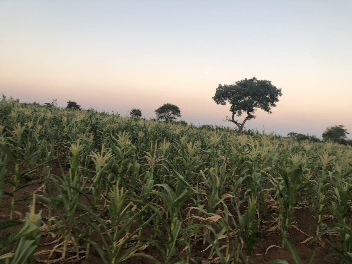 TellZimbabwe's tweet photo. President Emmerson Mnangagwa has declared a national state of disaster due to the El Niño induced drought that saw a very poor cropping season. He said the country requires US$2 billion for interventions on food security. @InfoMinZW https://t.co/TXVBLL0UCg