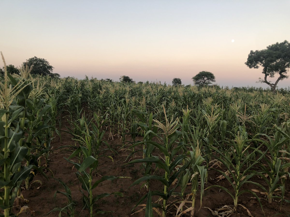 President Emmerson Mnangagwa has declared a national state of disaster due to the El Niño induced drought that saw a very poor cropping season. He said the country requires US$2 billion for interventions on food security. <a href="/InfoMinZW/">Ministry of Information, Publicity & Broadcasting</a>