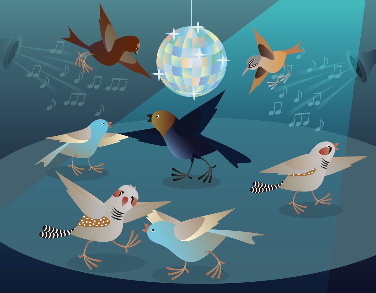 How do birds learn their distinctive songs? A new review by @LabVallentin gives a comprehensive overview of the different sensory and neural mechanisms that influence song learning and vocal communication in a wide range of songbirds: doi.org/10.1016/j.conb… Art by @mulesome