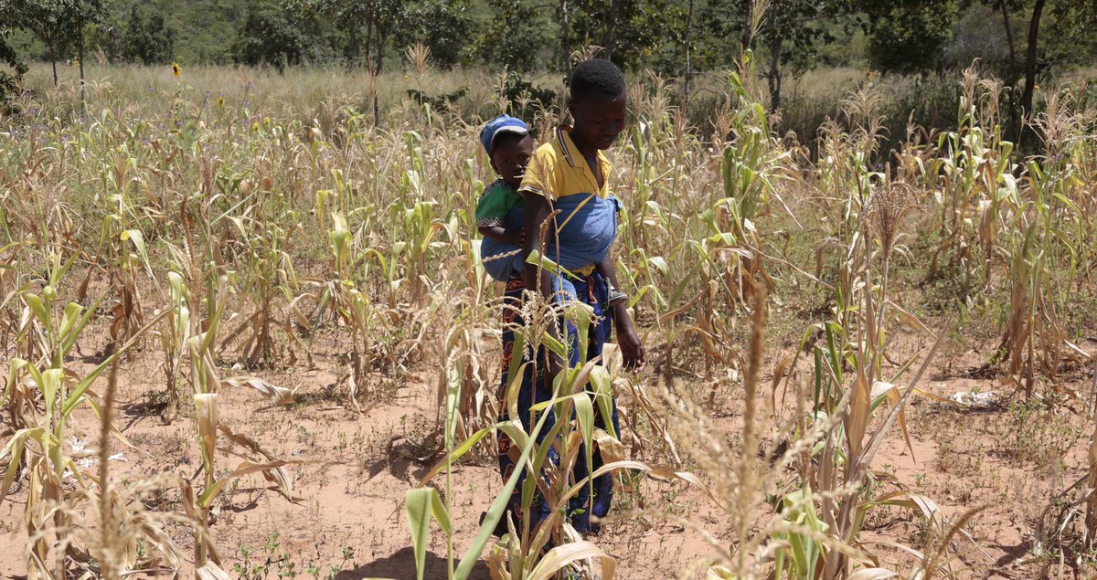 #Zimbabwe, #Zambia, #Malawi experiencing an Elnino induced drought. This morning, His Excellency @edmnangagwa declared a state of disaster following the drought. #Zimbabwe will require aprx 2 billion to Combat this crisis. CC: @nrtvzimbabwe PC: @WFP_Zimbabwe
