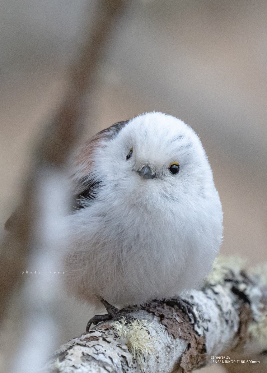 枝被り〜 残念だけど仕方ないꉂ🤣𐤔 #シマエナガ #雪の妖精 #Nikon #Z8 #Zレンズ #Z180600 #私とニコンで見た世界