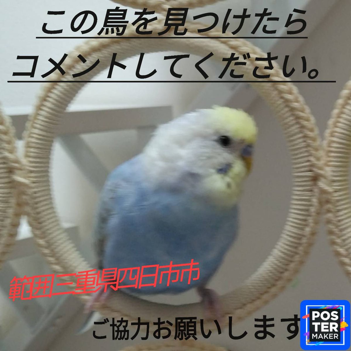 mayu87641398211's tweet photo. 今日飛び出していきました
とても人懐っこい優しいインコです
みかけたら連絡ください😢😢😢😢
よろしくお願いします
拡散希望です🦜🦜
#セキセイコ迷子
#セキセイインコ https://t.co/5RBg2moX0I