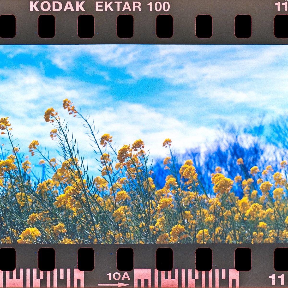 花摘み
Canon F-1 × KODAK GOLD 200

#film #canon #canonf1 #filmcamera #135mm #135mmfilm #kodak #kodakgold200 #フィルムカメラ #フィルム  #生活とフィルム #カメラのある生活 #フィルム写真 #街撮り #キリトリセカイ #filmphotography #filmwave