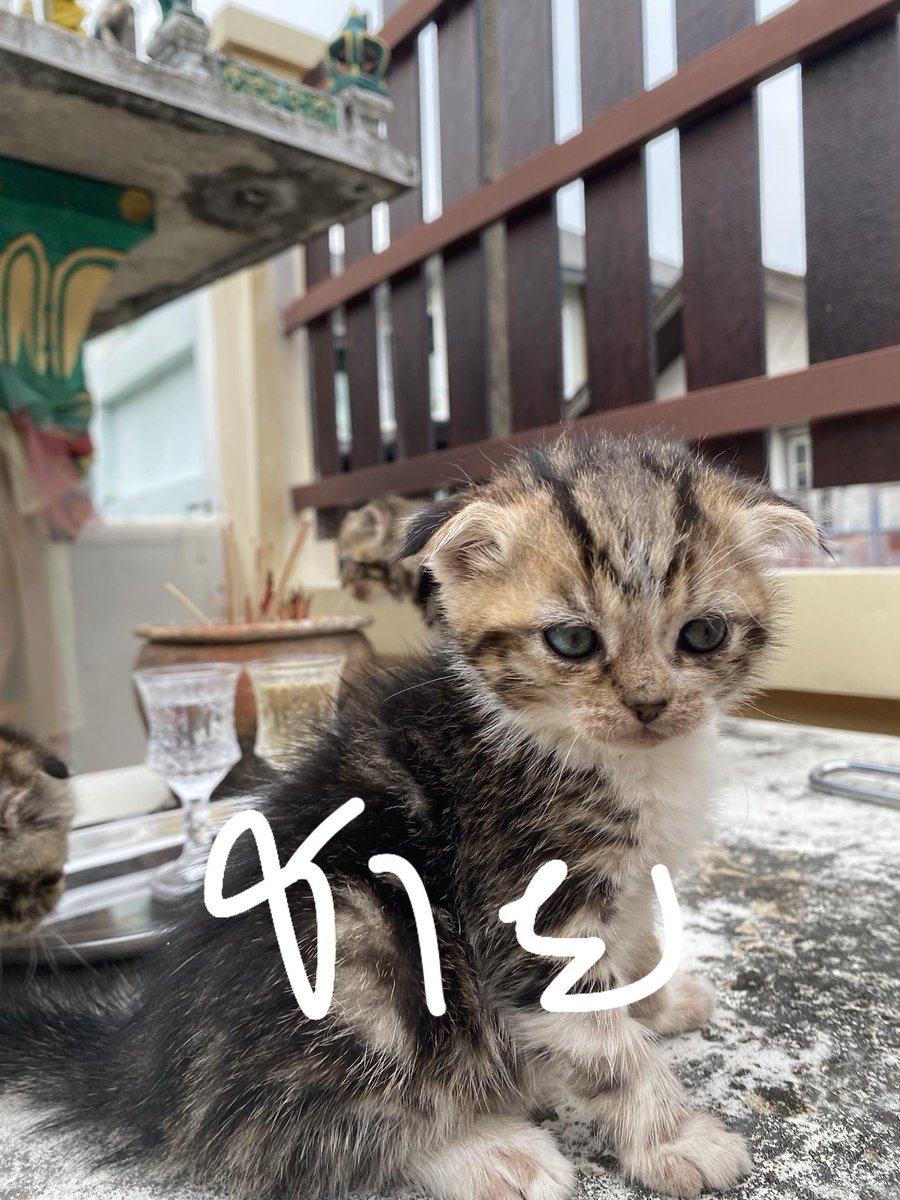 soracattery's tweet photo. Scottish fold 3000 ค้าบบบ รีบมารับไปเลยค้าบบบบบ เลี้ยงไม่ไหวแล้วว

#ตลาดแมว #ฟาร์มแมว #ขายแมว #แมวหาบ้าน https://t.co/Srf21n2FuO