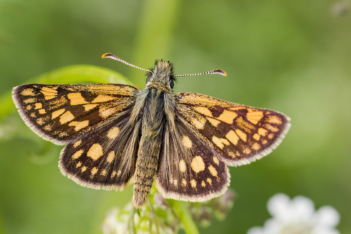 🦋The latest results from the annual UK Butterfly Monitoring Scheme @UKBMSLive are published ukbms.org/official-stati… Overall, the latest findings are mixed. Around half of species at monitored sites had a better than average year, while the other half were below average.