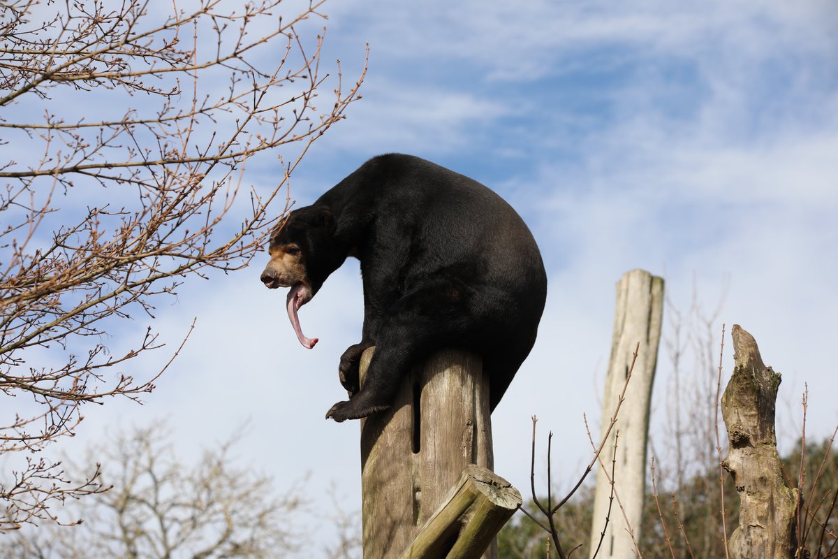 Malayan sun bears, like Babu, have the longest tongues of any bear species! At 10 inches long, their tongue is SUPER handy for reaching into hives for honey and inside trees for tasty bugs and grubs 🍯