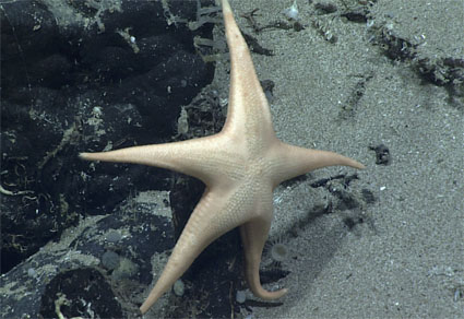 Two New Taxa of Goniasteridae (#Asteroidea, Echinodermata) and Noteworthy Observations of Deep-Sea Asteroidea by the NOAA Ship Okeanos Explorer in the North and Tropical Atlantic mapress.com/zt/article/vie… #Taxonomy #starfish