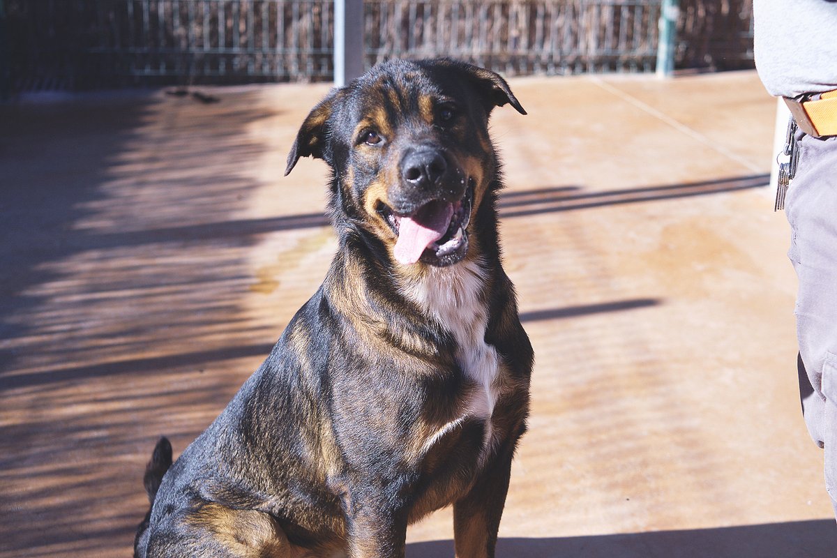 En Marco (4 anys i 7 mesos) és un mestís de rottweiler i mastí. És un gos bo però una mica insegur. Va arribar amb un altre gos però, amb la resta, no s'entén bé. Li vols donar una oportunitat? Ha conviscut amb nens! Pregunta per ell: protectoramataro.org/adopta-un-anim…
