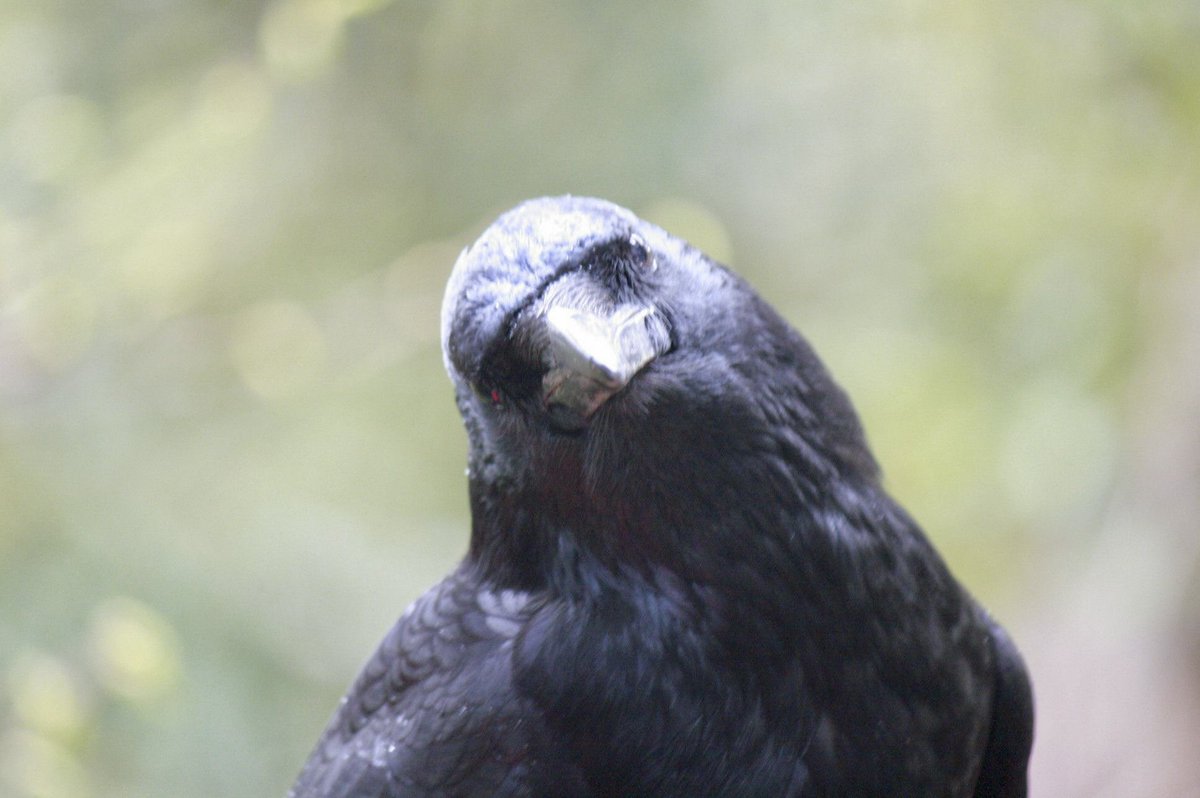 karajarasu's tweet image. 山道で見かけたカラスさん。
手摺りにとまっています。

じっと此方をみた後
少し首を傾げる様な仕草で
何か考えている様に見えます。

暫くすると崖下へ
パタパタと飛び去って行きました。

フワッとした羽毛が綺麗です。
キリッとした穏やかな
表情が可愛いです。

 #カラス
元気に暮らしてね(*^^*)