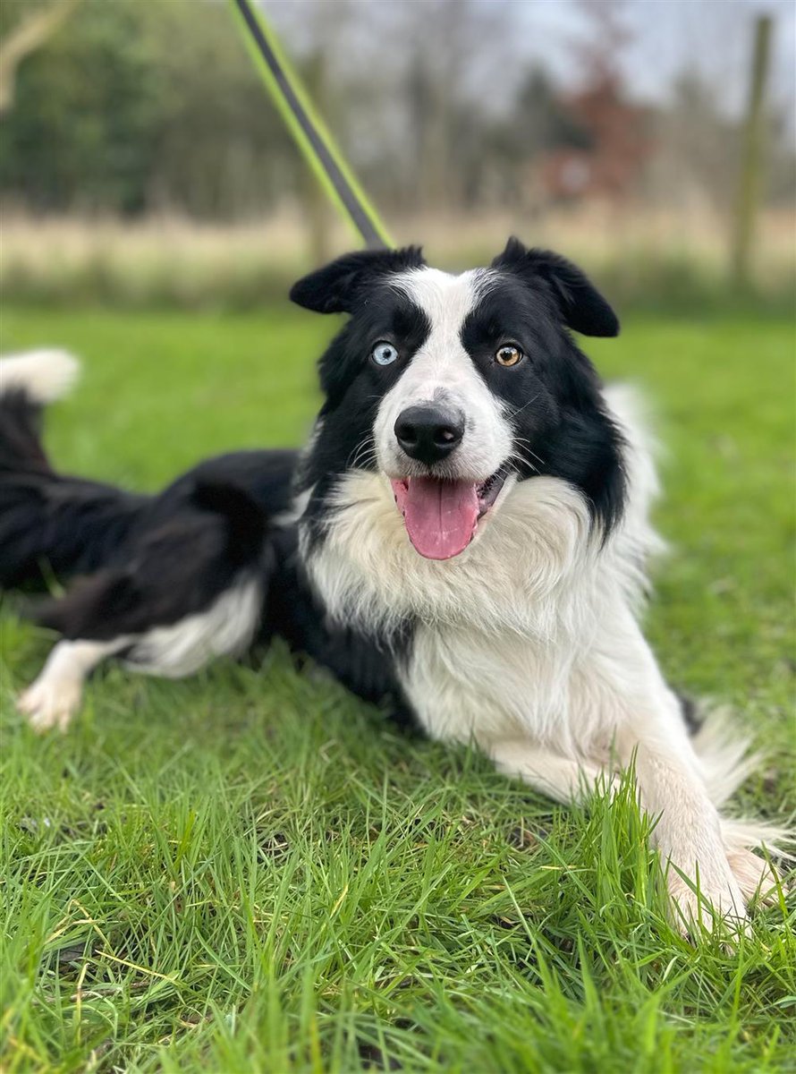 The stunning looking Bo is just one of our current guests seeking a new home. He's a two old black and white long coated collie. He came into our care from another rescue after his owner passed away. bordercollietrustgb.org.uk/rehoming #rescuedog #adoptdontshop