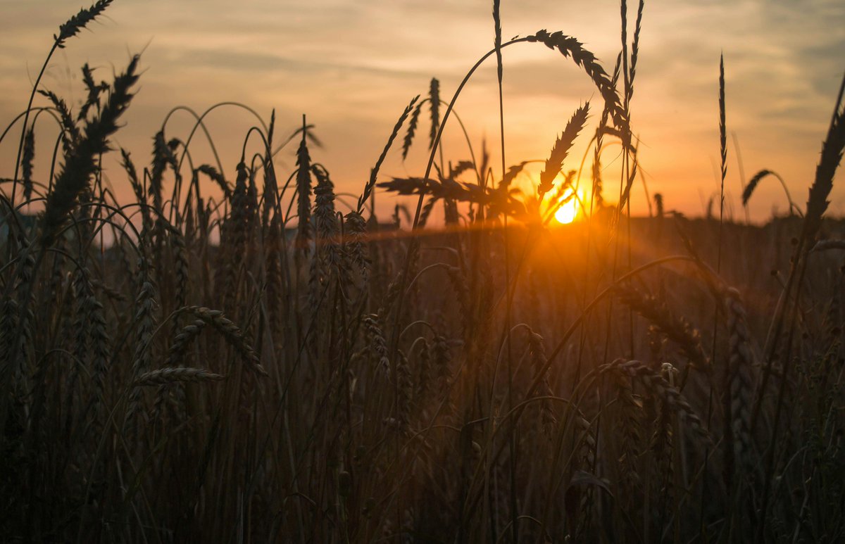 With the #costofliving still high, how is climate change impacting on our food costs in the UK? Dr Gordon Fletcher explains why, and what we can do about the rising cost of food production: ow.ly/hLth50R7hMR #explainer #climate #sustainability