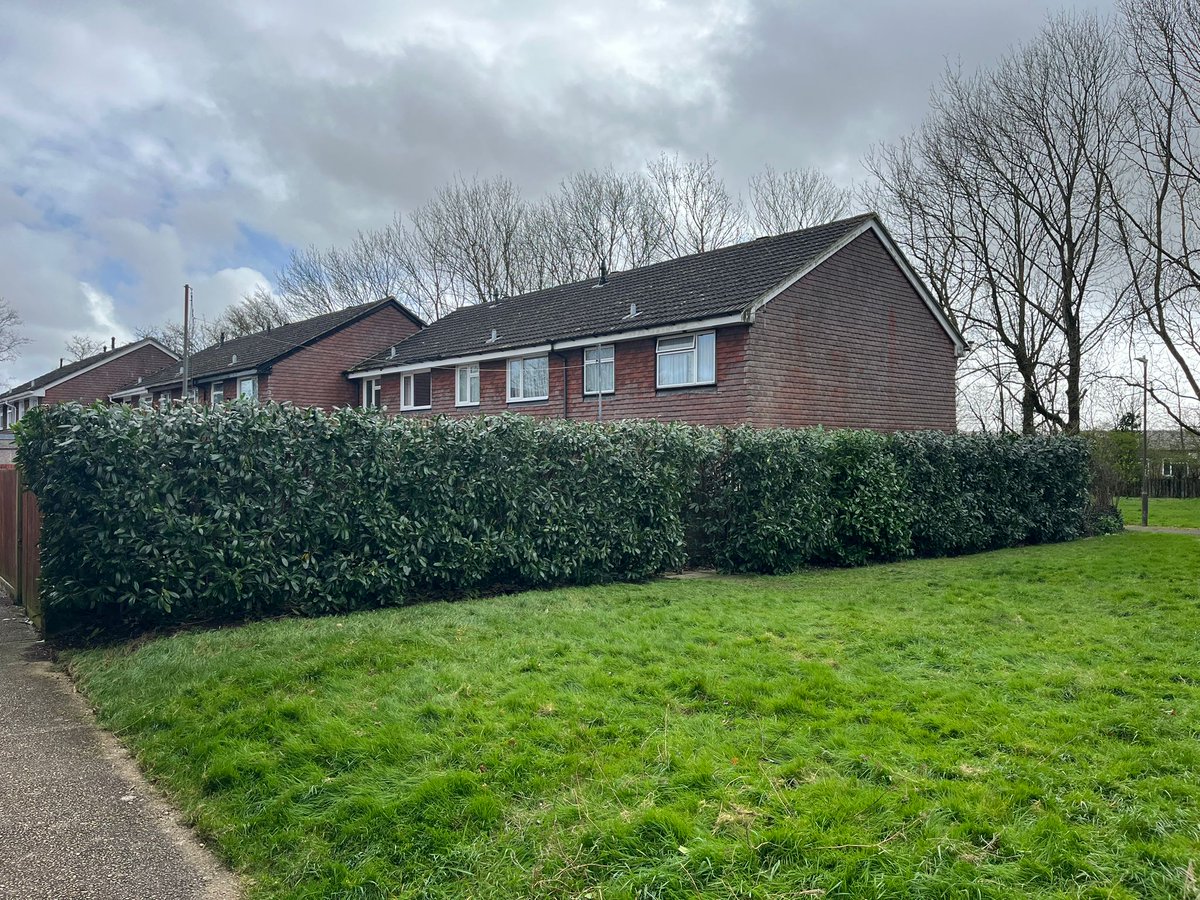 TreeProLtd's tweet image. Nice hedge reduction for a client in Lenham. Hedge was climbed and checked for birds nest before cutting started. 

One happy customer and a satisfied team proud of their work.