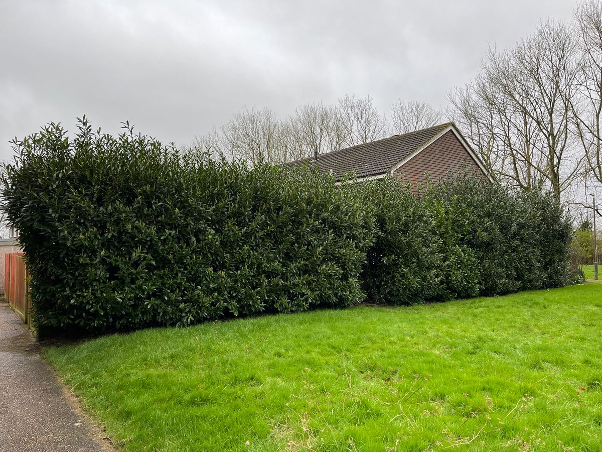 TreeProLtd's tweet image. Nice hedge reduction for a client in Lenham. Hedge was climbed and checked for birds nest before cutting started. 

One happy customer and a satisfied team proud of their work.