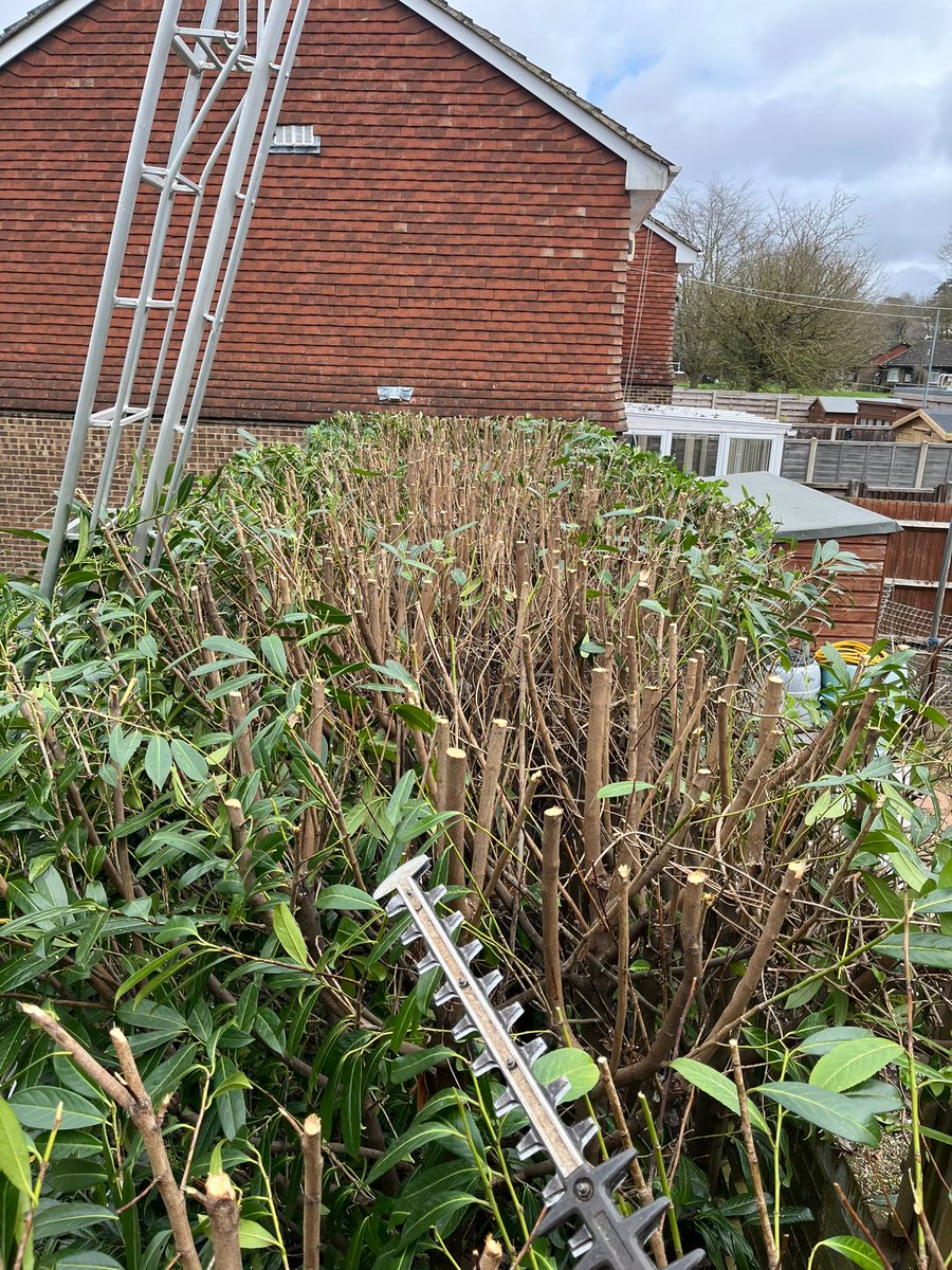 TreeProLtd's tweet image. Nice hedge reduction for a client in Lenham. Hedge was climbed and checked for birds nest before cutting started. 

One happy customer and a satisfied team proud of their work.