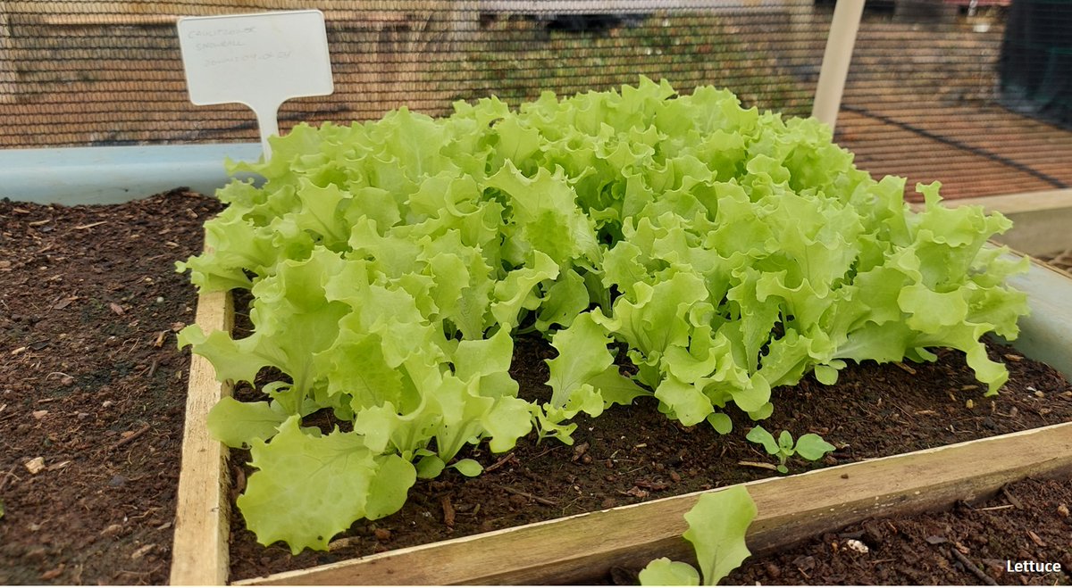 You can never have too many plants! 🌸🌼🌱🌾🌿☘️🍀🥑🌶️

Support the Millennium Forest, buy yours now.  
Please see post for this months selection and prices. 

#StHelena #GrowLocal #CommunityForest