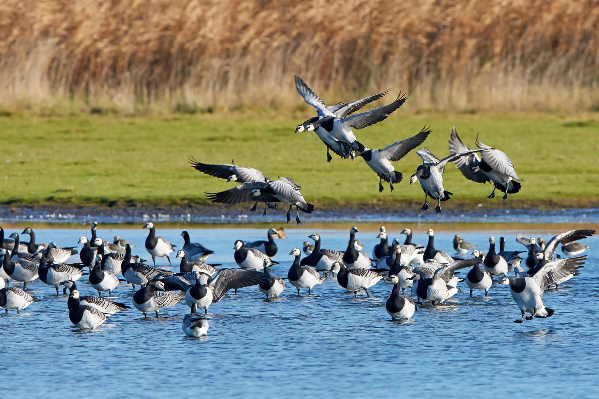 #AvianInfluenza |🆕 report on possible drivers to prevent virus evolving and adaptation to mammals Our experts highlight that drivers include farming susceptible animal species, e.g. #FurAnimals, farming practices, #ClimateChange. More → europa.eu/!JtVPmw #AnimalHealth