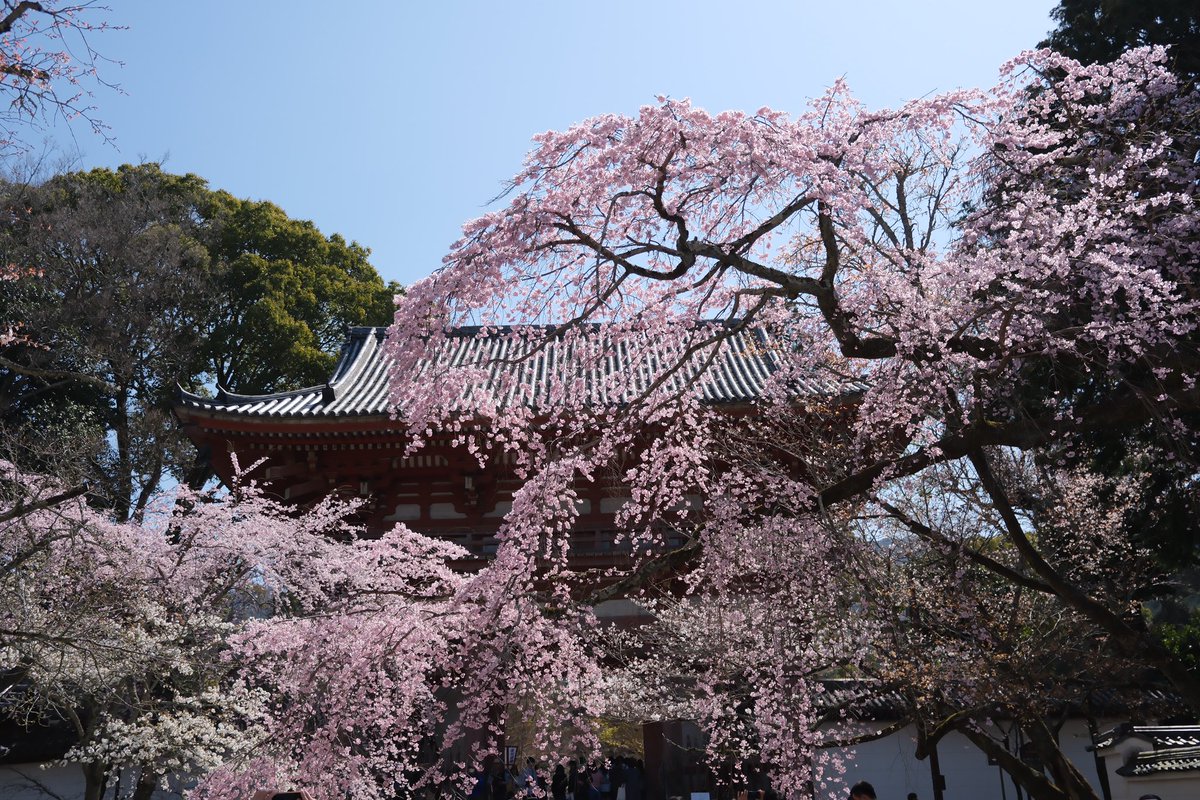 東京の桜がなかなか咲かないので京都に行ってきました。
枝垂れ桜が満開！圧巻！
①京都府庁
②本満寺
③大石神社
④醍醐寺

#京都
#桜