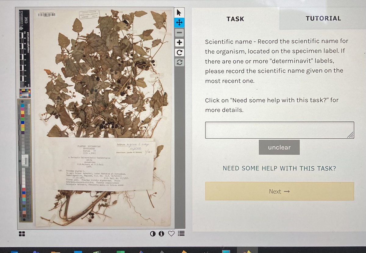 A rainy day on holiday, so having a try transcribing @CUHerb specimens, starting with a Black nightshade found in a potato field in Cambs in 1967. Lots of fun and easy to do! 😀