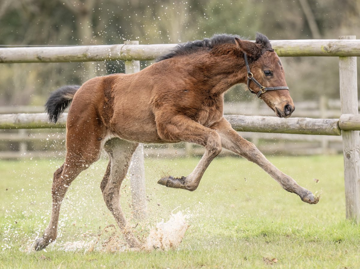NatStudStallion's tweet photo. Another outstanding foal by ✨STRADIVARIUS✨
Bred by Sir Alex Ferguson, this filly is 1/2 sister to 2x Gr.2 winner SPIRIT DANCER (OR 119)
“Our Stradivarius filly is very precocious looking. She has a great walk to her and we are very excited by her”
#Stradivarius #FirstFoals https://t.co/HK3YYklNEn