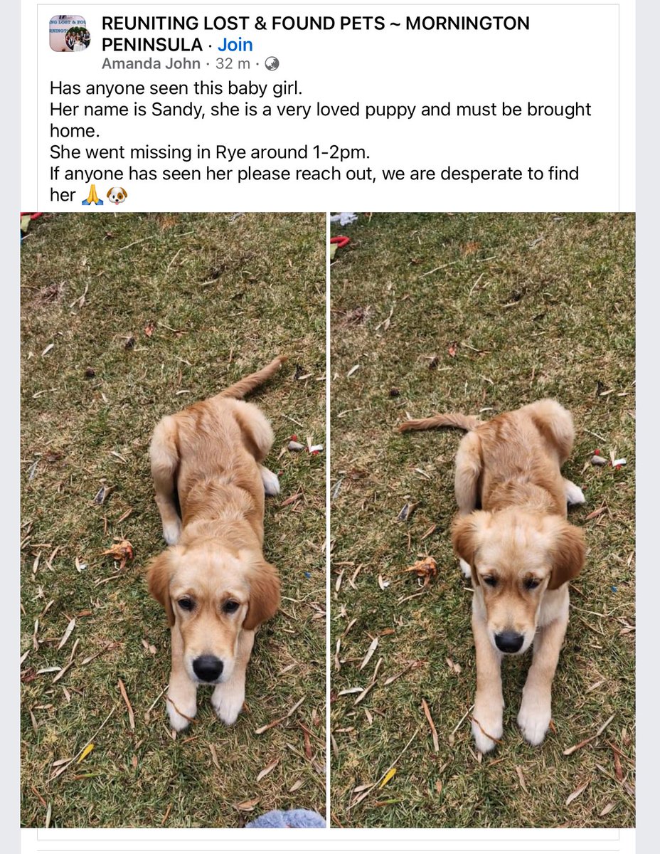 Golden Retriever puppy, Sandy, went missing in Rye, Victoria, this afternoon. Pls RT, Twitter. Ping @NeilMcMahon