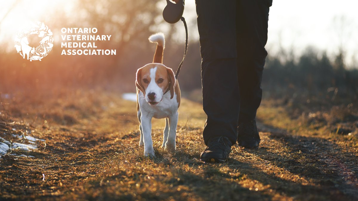 There's a long list of health benefits associated with regular low-intensity exercise for both humans and animals. This #NationalWalkingDay, put health first by setting a goal to walk with your pet every day!