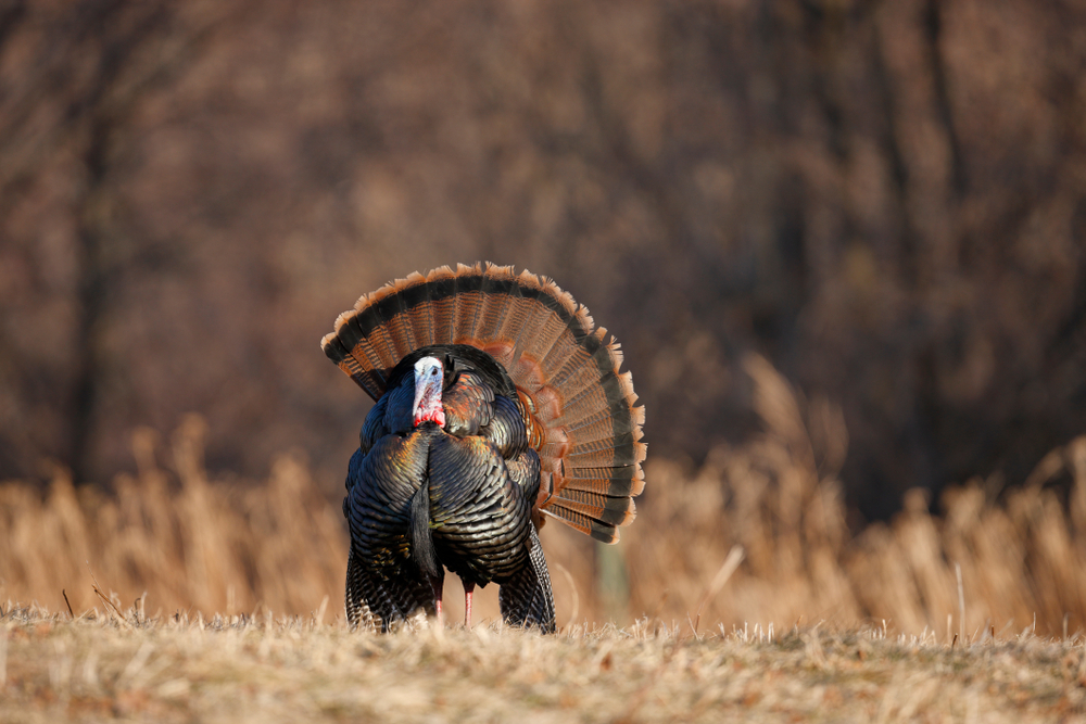 From April 6 through April 12, youth under the age of 18 may hunt turkey statewide. Only youth can hunt during this season and only one weapon is allowed per youth hunter. Learn more: bit.ly/3uKJk44