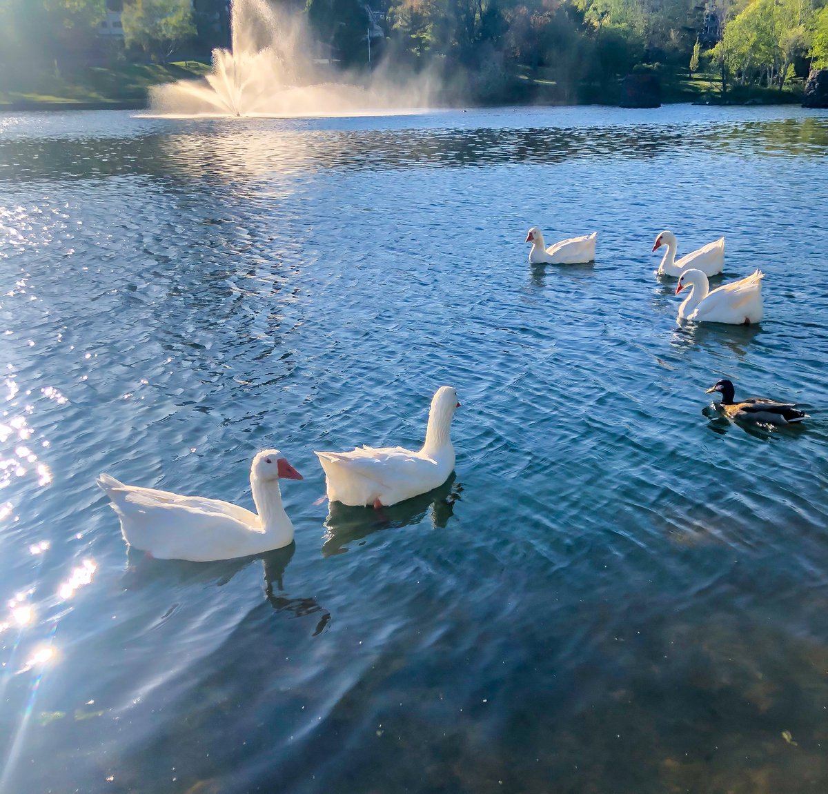 The April Newsletter is here and packed with info. We Love DT Dartmouth Day (we’ve had a few additions), we’re hiring a DT Dartmouth Street Outreach Navigator, speed limit reductions & more. Full Newsletter: mailchi.mp/1389965df04e/a… P.S. The geese are back at Sullivan’s Pond!