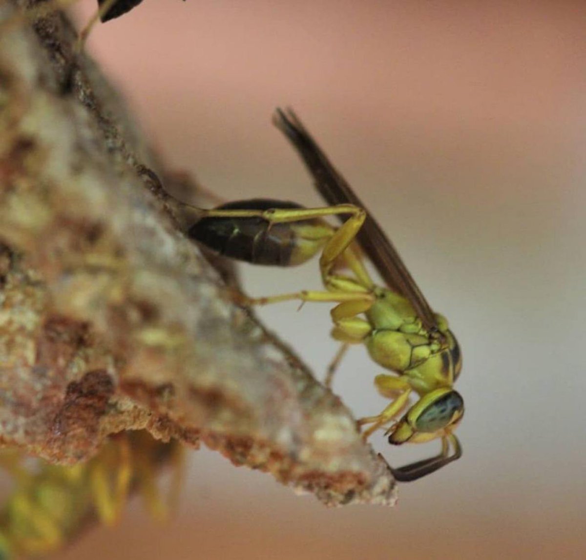 Have you ever wondered how wasps recognize their eggs? Can you think about how to explain that to children? Well, our new paper in <a href="/FrontiersIn/">Frontiers</a> for Young Minds may help you with that! 🥚🪺🐝

kids.frontiersin.org/articles/10.33…
