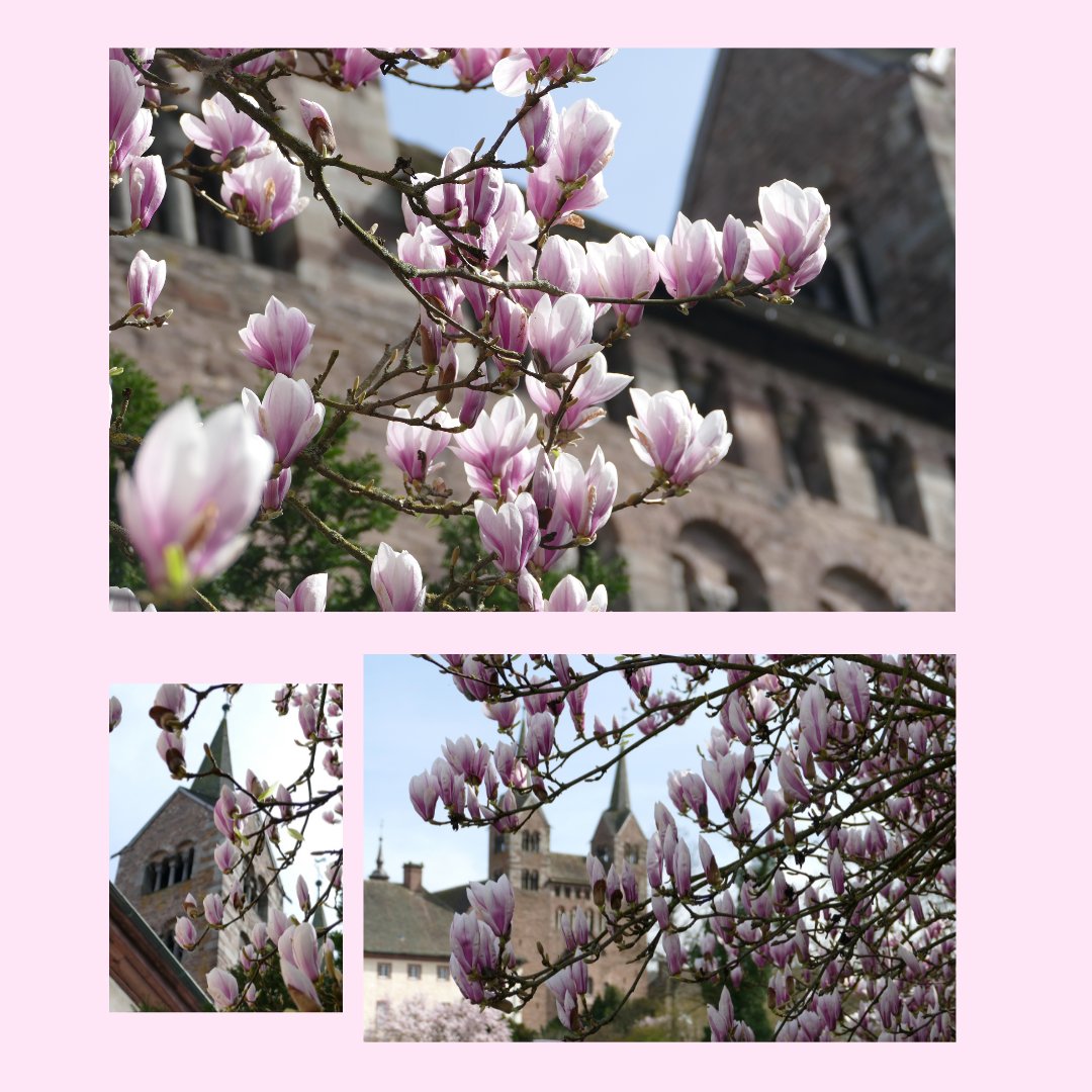 CorveyWestwerk's tweet photo. Die Magnolien blühen bei uns in Corvey. 🙂
#corvey #welterbecorvey #klostercorvey #höxter #weserbergland #owl #ostwestfalen #soschönistwestfalen #frühling #magnolien #magnolienliebe #spring #springvibes https://t.co/fFjL6TJA9Q