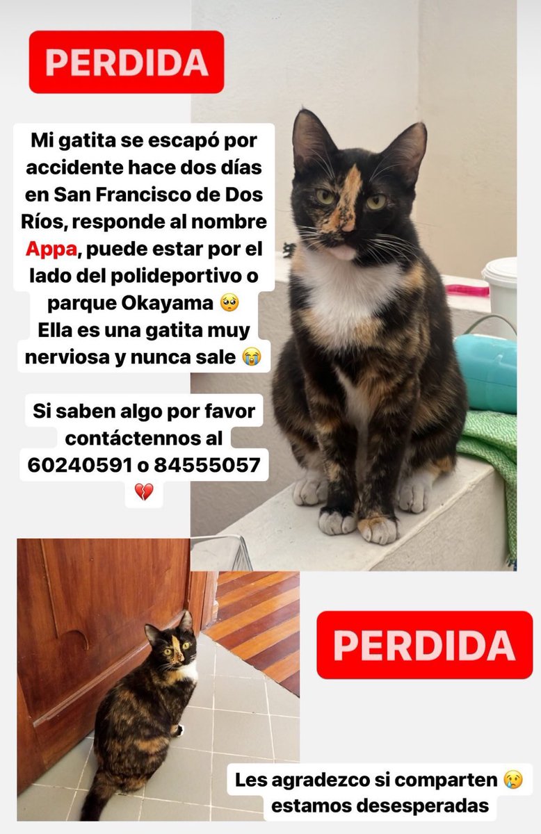 Esto es de las cosas que siempre tratamos de prevenir y pasó u.u 

Necesitamos encontrar nuestra gatita <\3