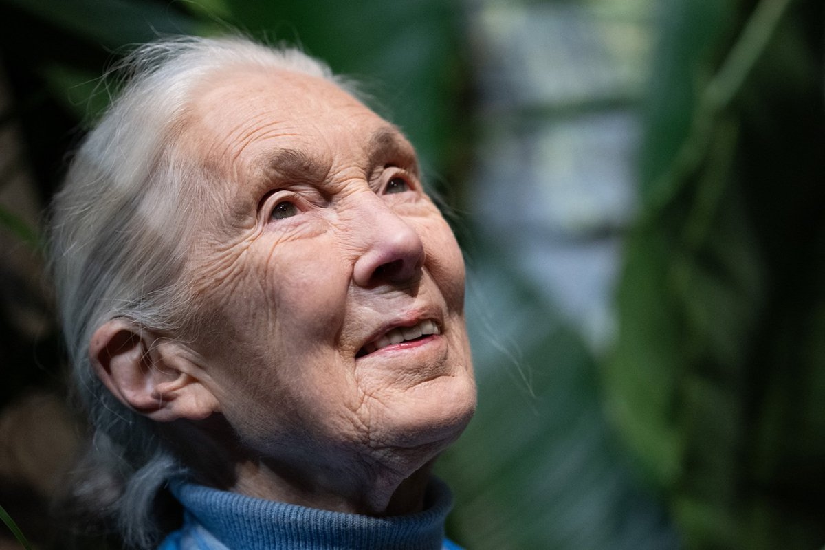 Jane Goodall Shares Pointed Message on Her 90th Birthday: 'What You Do Makes a Difference' More: rollingstone.com/culture/cultur…