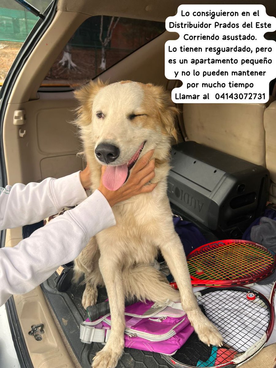 Se presume está EXTRAVIADO RP @gamebren A este bebé lo acaban de conseguir en la autopista de Prados del Este, Caracas. En un macho joven, dócil, parece extraviado. Buscan a su familia. Cualquier información llamar al 0415-3072731