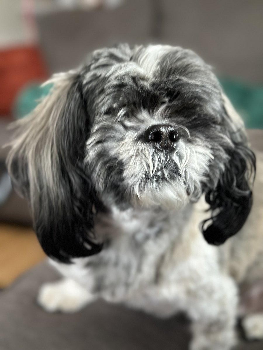 Minnie, my blind Shih Tzu, is a gift.  She continues to provide love and perspective. # dogs #blinddog #shihtzu