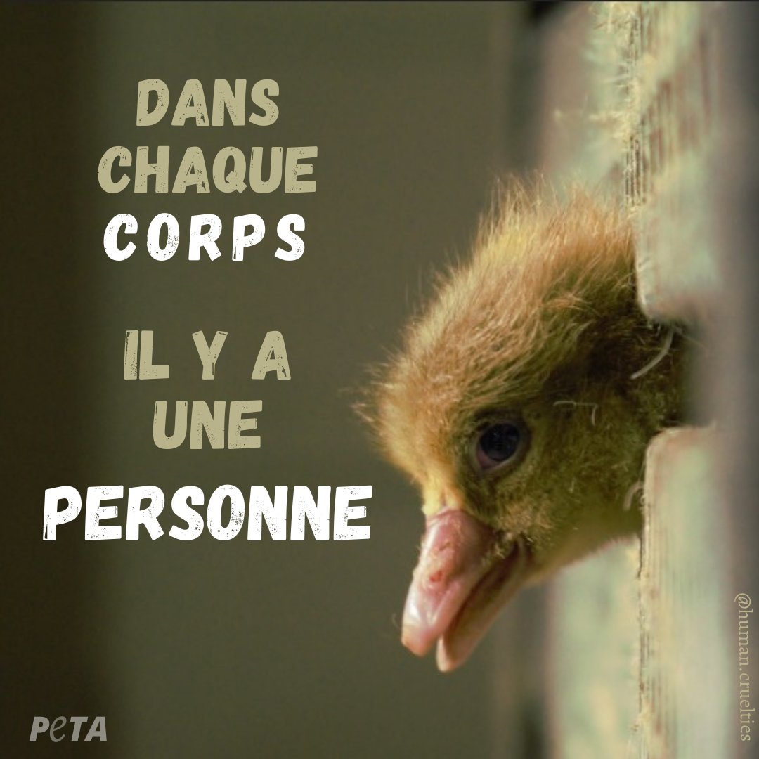 Les animaux sont des individus, pas des objets.