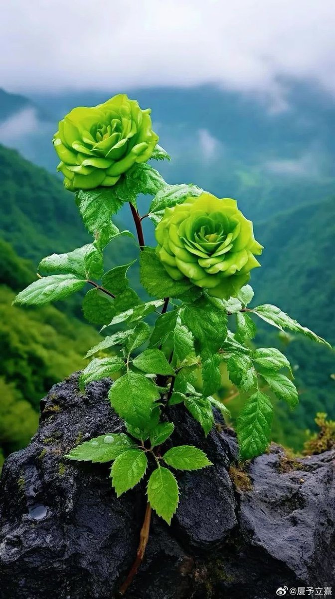 <a href="/MsirajMust12428/">M siraj Mustafa</a> 
#earthquake 
Kidrat ki bhy kaml hae nice flowers