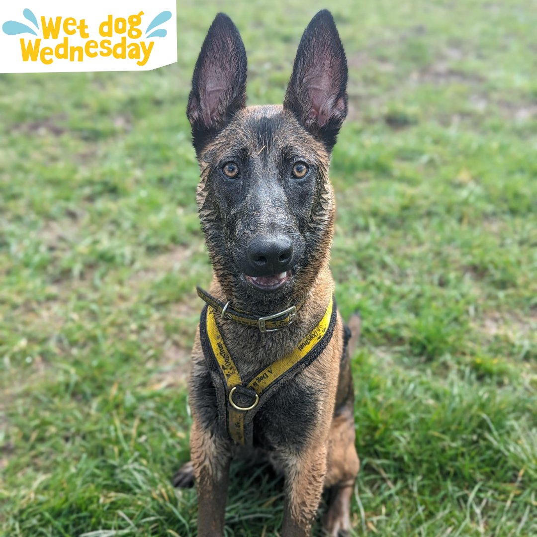 💧WET DOG WEDNESDAY💧⁣ ⁣ Meet Malley, this is one of our dogs who we are currently training!⁣ ⁣ 🖥️ Apply for a dog like Malley - Link Below 🔗 dogstrust.org.uk/rehoming/dogs?…