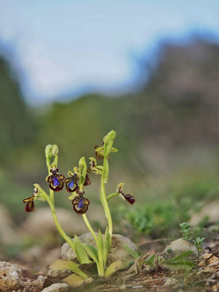 La Natura m'acull sense fer-me cap pregunta amb el seu dolç embruix….. Lluís Llach. Ophrys speculum Link (mosques blaves) 27.03.2024 #orquídies #orquideas #orchids #Menorca #BalearsNatura #MenorcaBiosfera #biodiversity #biodiversitat