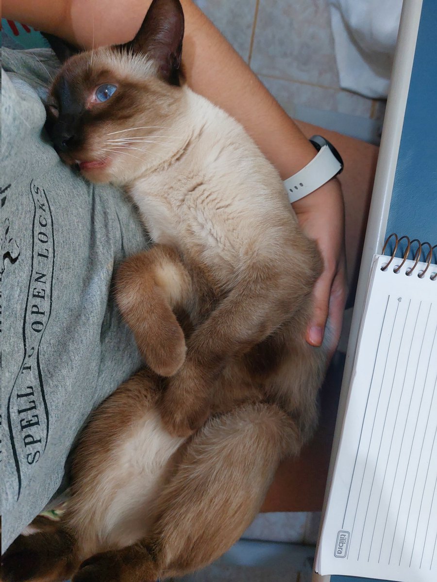 studyrorol's tweet image. estudando dinâmica com o cisco, duvido existir um parceiro de estudos mais fofo que o meu