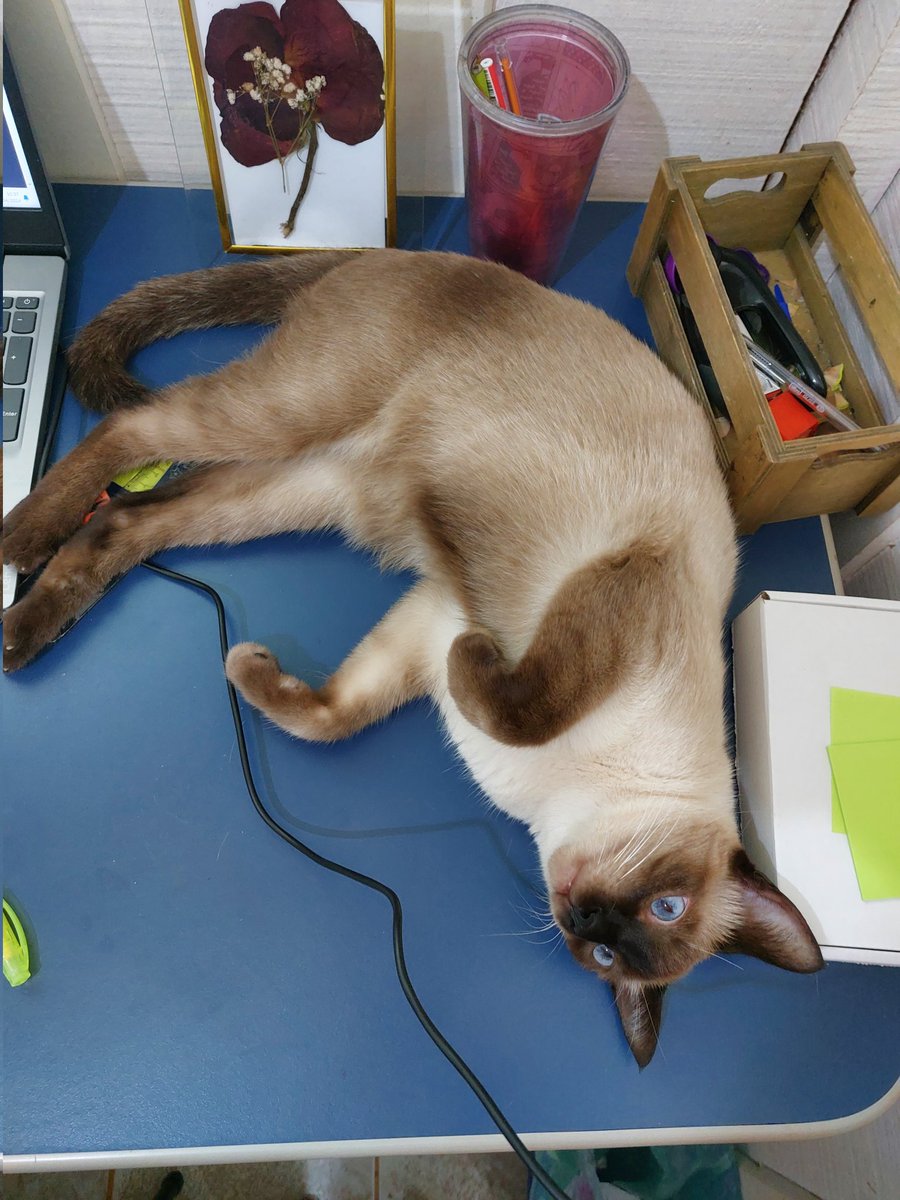 studyrorol's tweet image. estudando dinâmica com o cisco, duvido existir um parceiro de estudos mais fofo que o meu