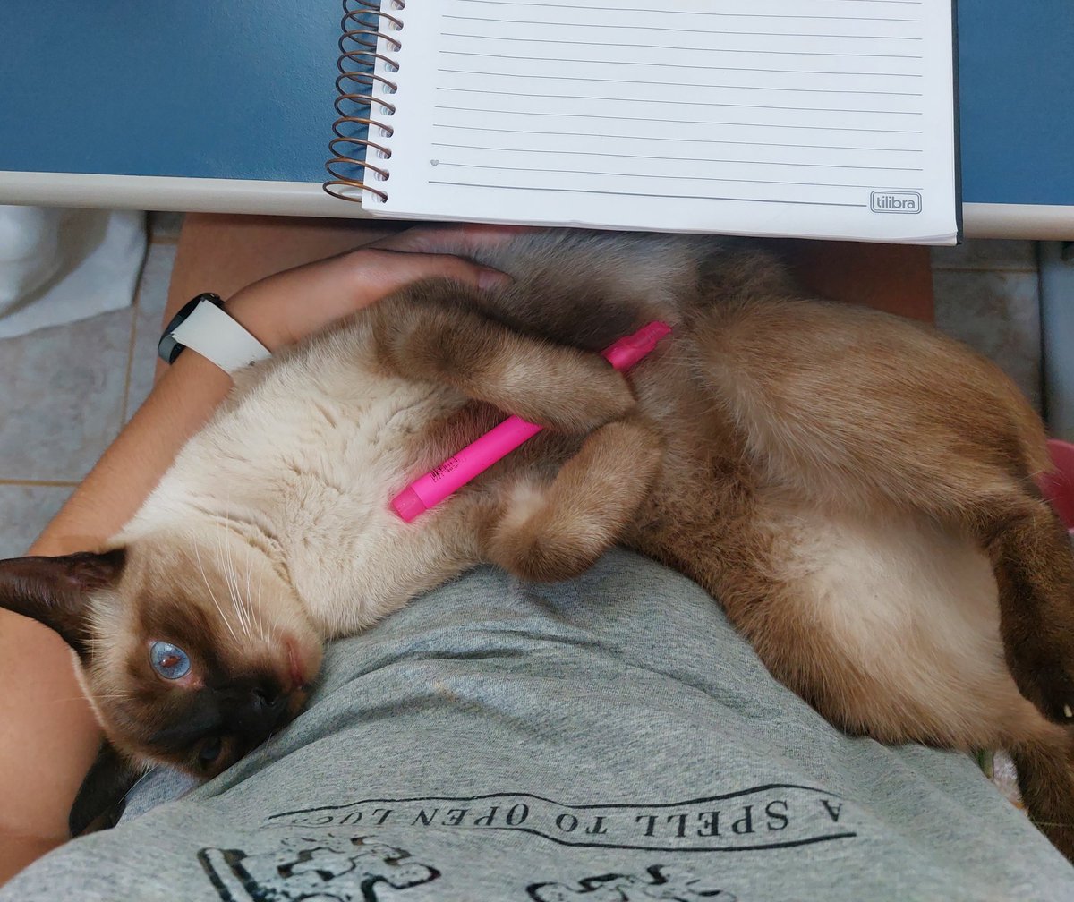 studyrorol's tweet image. estudando dinâmica com o cisco, duvido existir um parceiro de estudos mais fofo que o meu