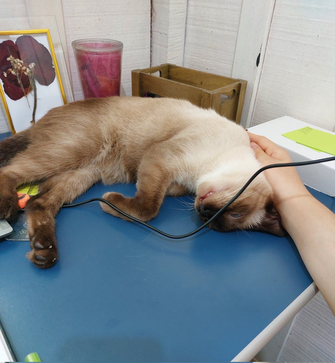 studyrorol's tweet image. estudando dinâmica com o cisco, duvido existir um parceiro de estudos mais fofo que o meu