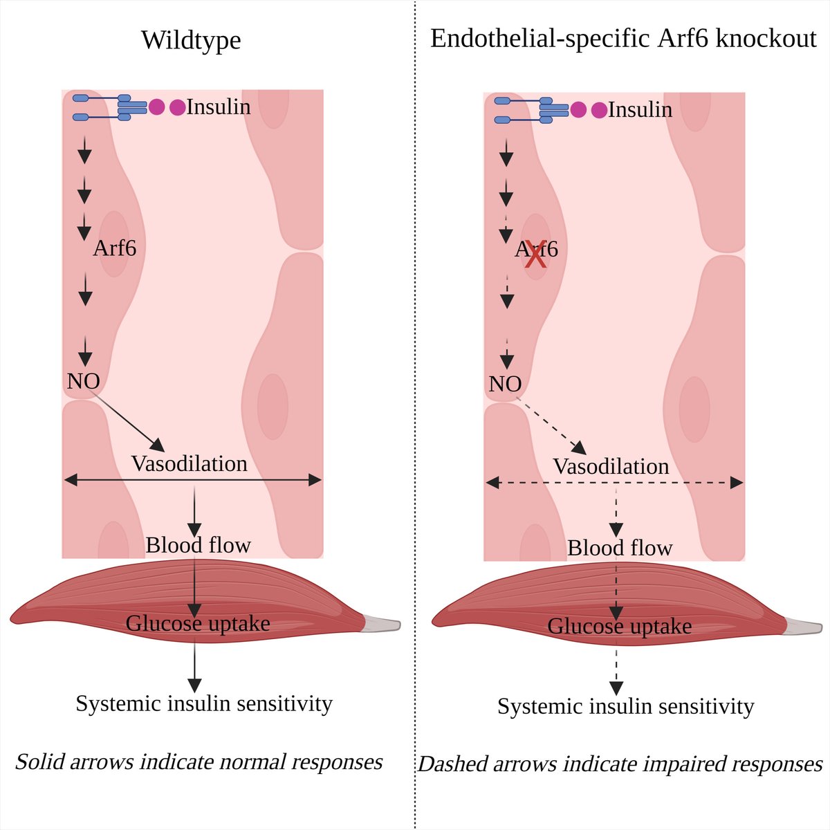 By elucidating endothelial regulation of insulin sensitivity via Arf6 signaling, this study provides a new mechanism of vascular dysfunction and diabetes @aroundthehorn7 @DnisseGrabiela ahajournals.org/doi/abs/10.116…