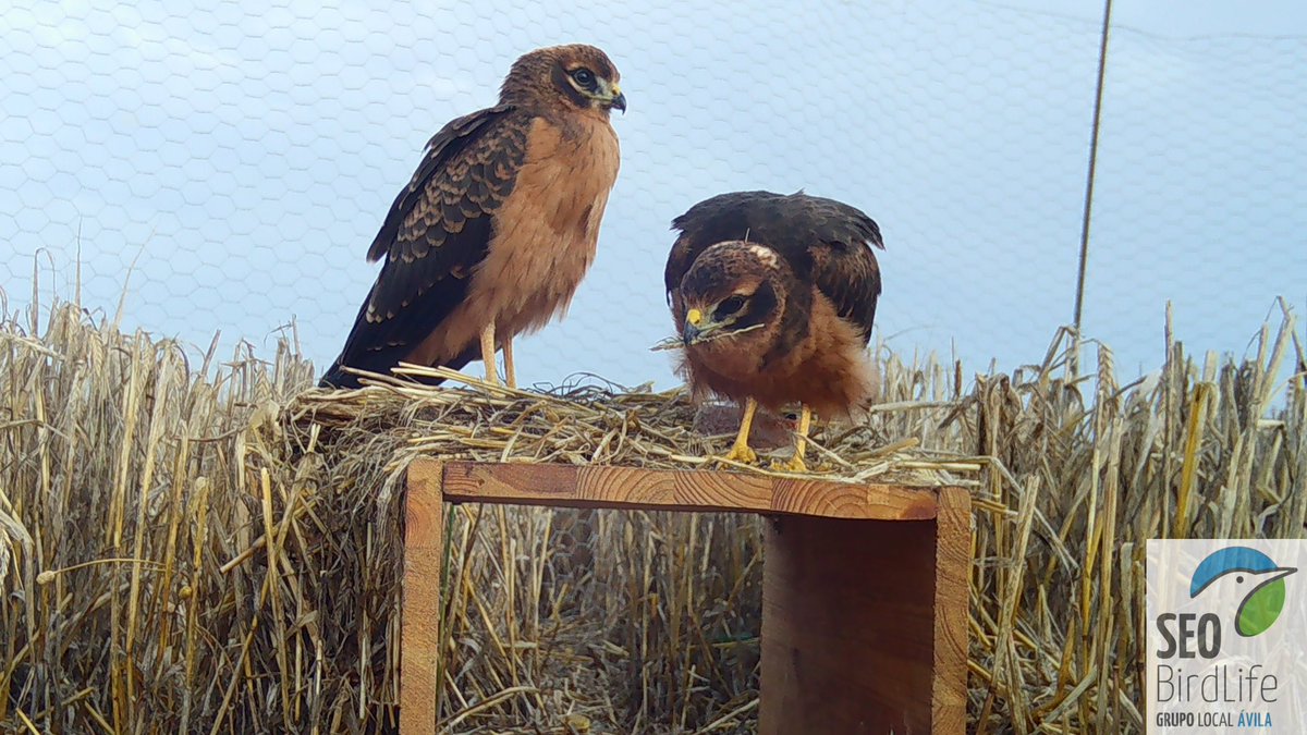 SeoAvila's tweet photo. Desde el grupo local de Seo Ávila, este mes daremos comienzo a la IV CAMPAÑA DE CONSERVACIÓN DEL AGUILUCHO CENIZO Y PÁLIDO en la provincia. 

Dejamos unas imágenes de la campaña pasada. 

Saludos https://t.co/3DOrG4wWlm