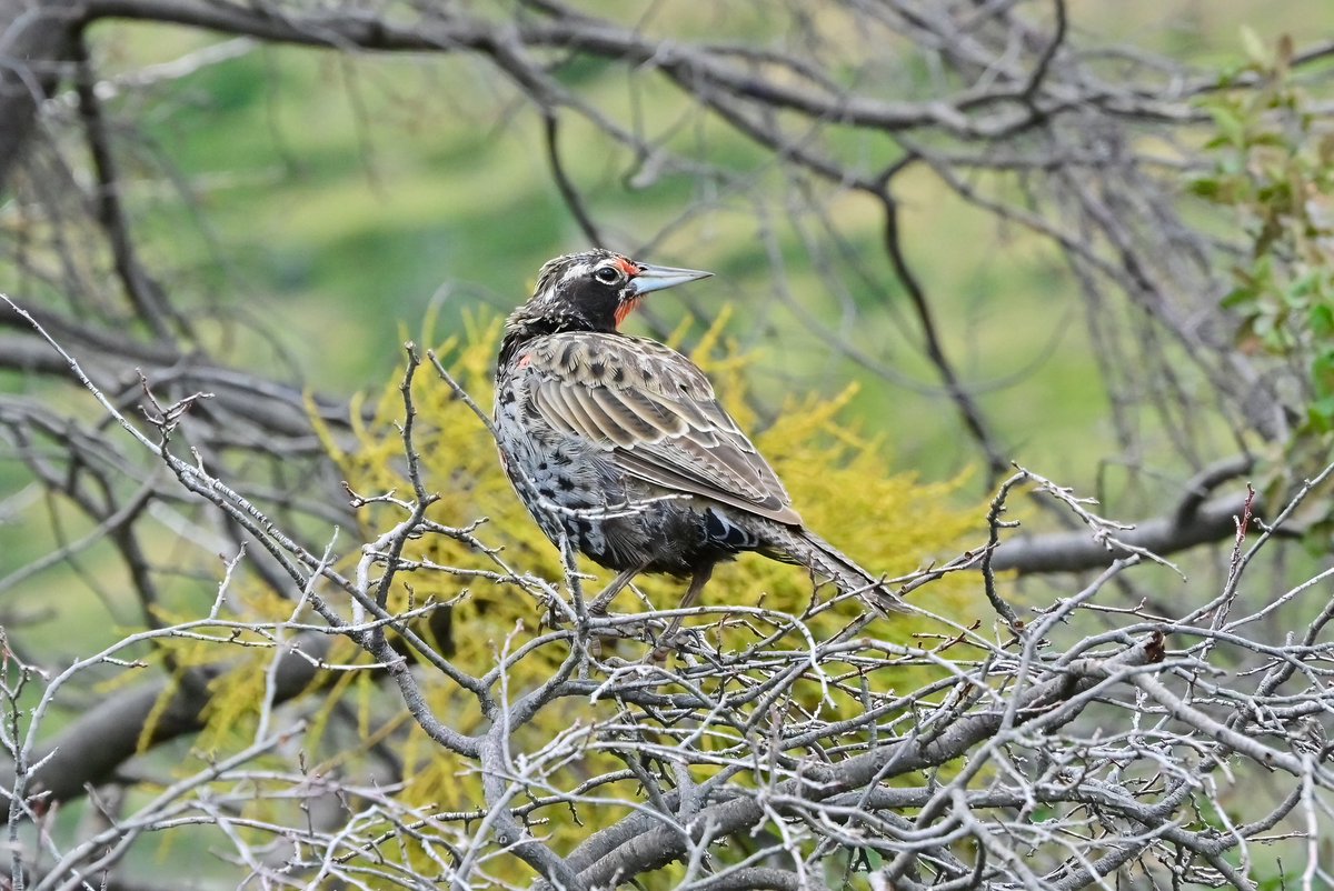 🇨🇱Long Tailed Meadowlark (Leistes Loyca, Grote Weidespreeuw) spotted in #TorresDelPaineNP, #Patagonia #Chile 📸Photo made with #NikonZ50 @ThePhotoHour #birds #birdphotography #vogels #vogelfotografie @chiletravel @vogelnieuws